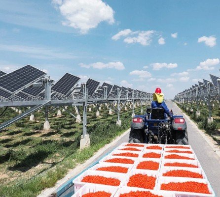 Agrovoltaico